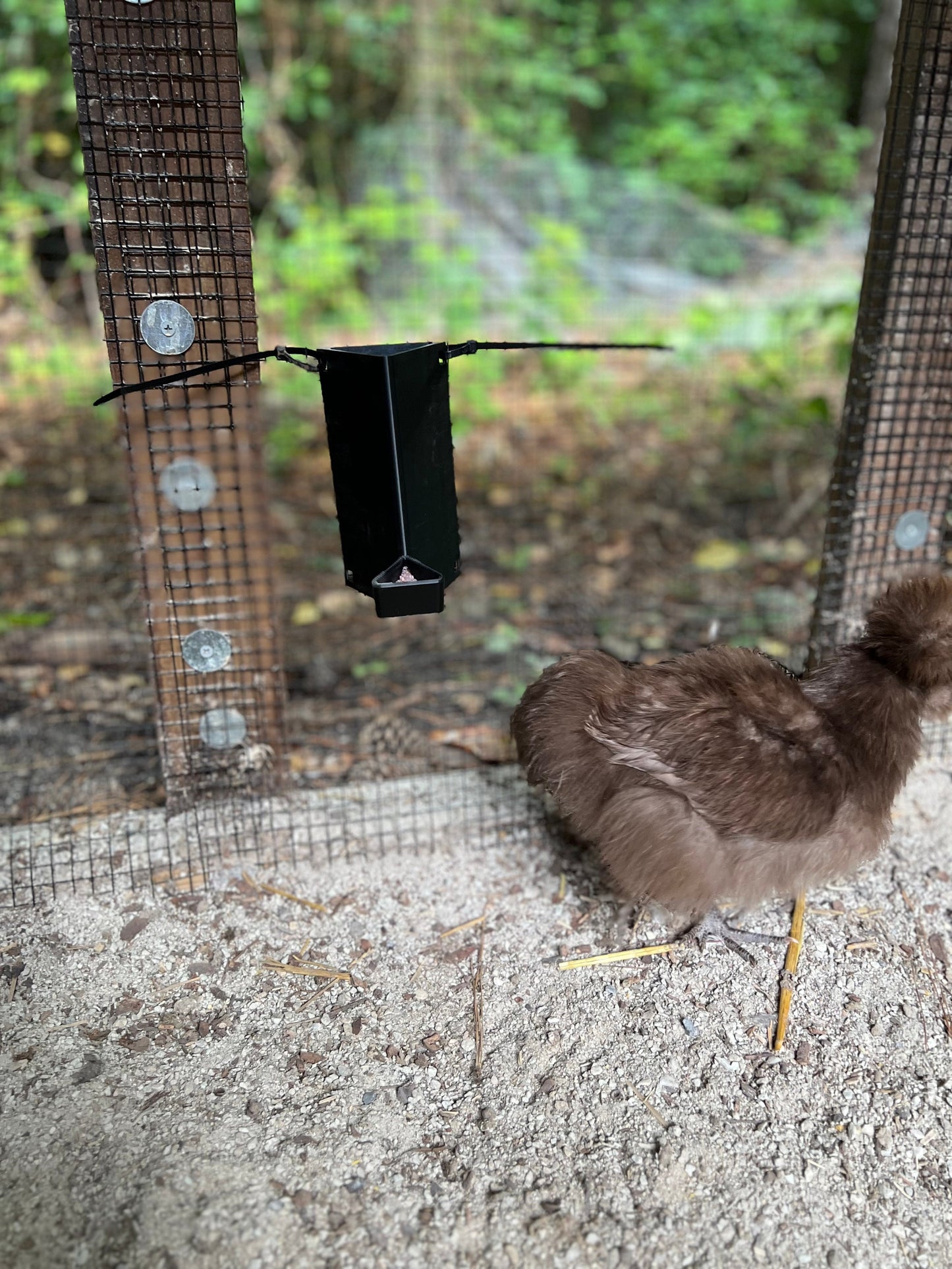 Chicken grit feeder